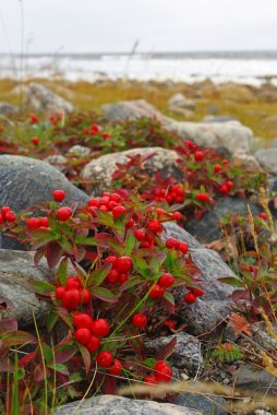 beyaz deniz kıyısında