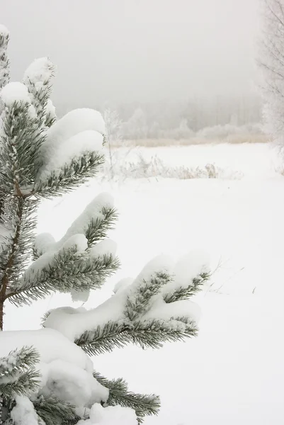 Winter panorama — Stock Photo, Image
