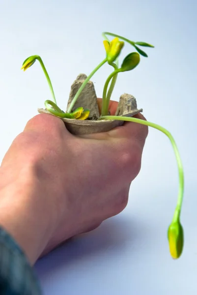 Young plants — Stock Photo, Image
