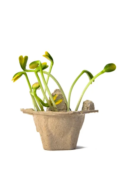 Unga växter — Stockfoto
