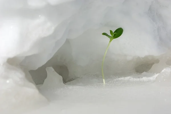 Broto verde na neve — Fotografia de Stock