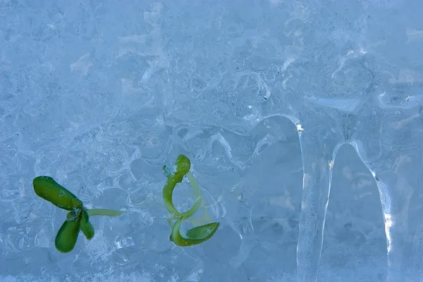 Grünsprieß auf Eis — Stockfoto