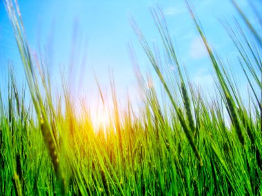 High grass and sky clipart