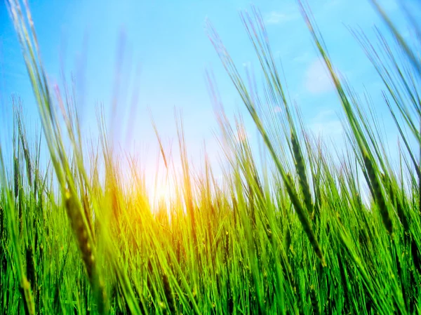 Высокая трава и небо — стоковое фото