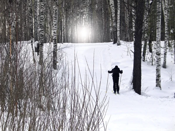 森の中でスキーヤー — ストック写真