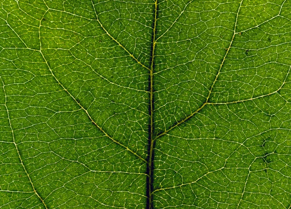 Yakın çekim yaprak — Stok fotoğraf