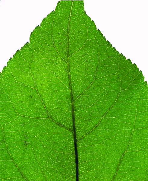 Φύλλα από κοντά — Φωτογραφία Αρχείου
