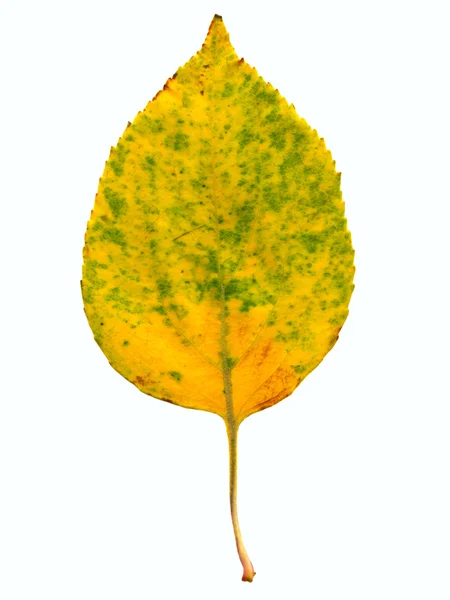 Φθινοπωρινό φύλλο — Φωτογραφία Αρχείου