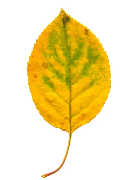 Φθινοπωρινό φύλλο — Φωτογραφία Αρχείου