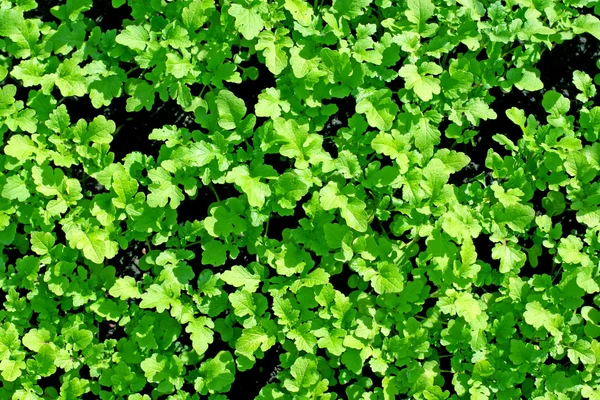 Текстура зелени — стоковое фото