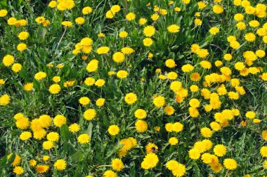 Dandelions clipart