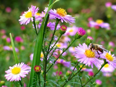 Flowers and bee clipart