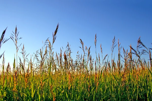 Високої трави — стокове фото
