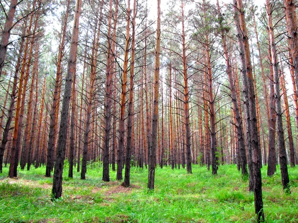 Pine skogsutsikt — Stockfoto
