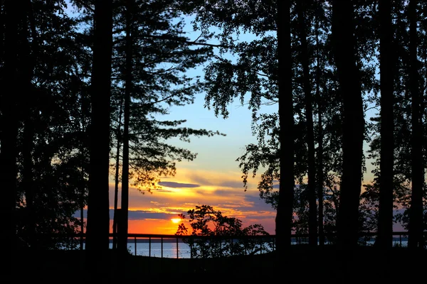 Západ slunce v lese — Stock fotografie