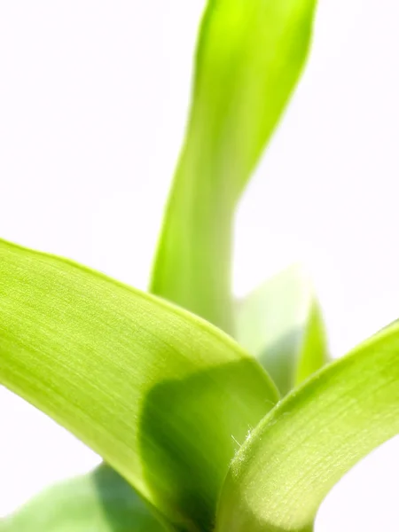 Grüne Blume — Stockfoto