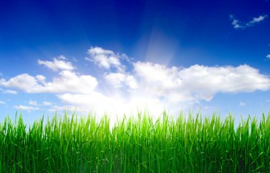 High grass and sky clipart