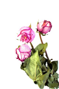 Wither roses clipart