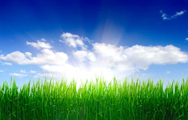 Högt gräs och sky — Stockfoto