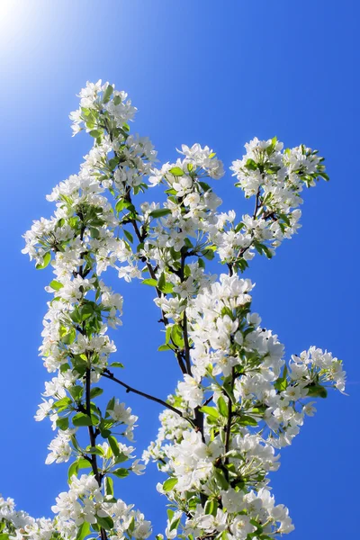 Jabloně květiny — Stock fotografie