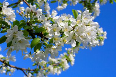 Apple tree flowers clipart