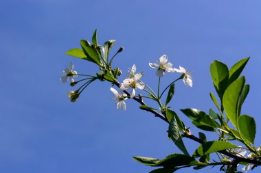 Apple tree flowers clipart