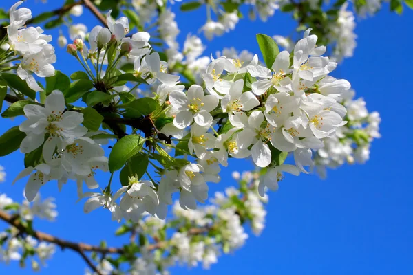 Appelboom bloemen — Stockfoto