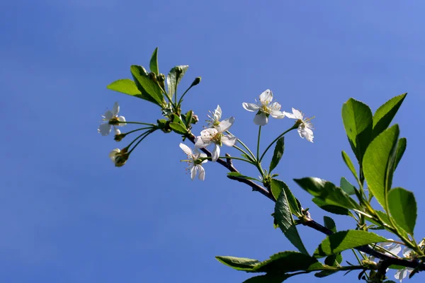 Apple tree flowers — Stock Photo, Image