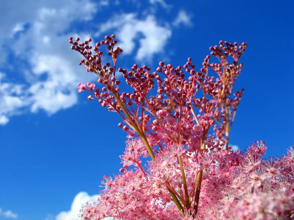 Bloemen op sky — Stockfoto