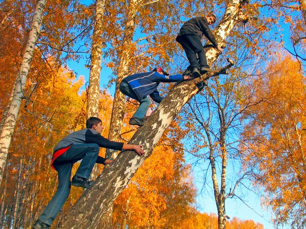 Jungen auf dem Baum — Stockfoto