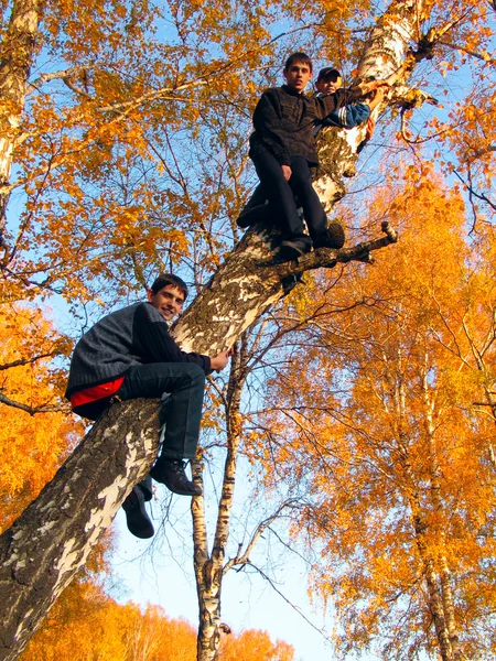 Boys on the tree — Stock Photo, Image