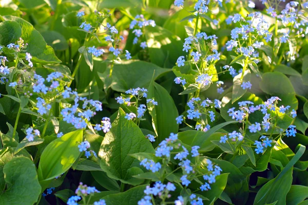 stock image Spring flowers