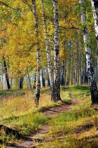 Herbstwald — Stockfoto