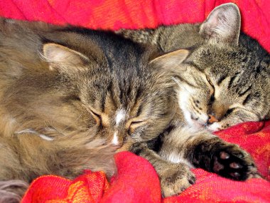 Two cats sleeping clipart