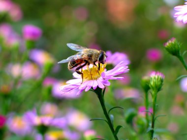 Bee on the flower clipart