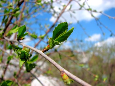 Bursting Bud clipart