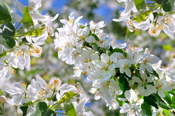 Kwiaty jabłoni — Zdjęcie stockowe