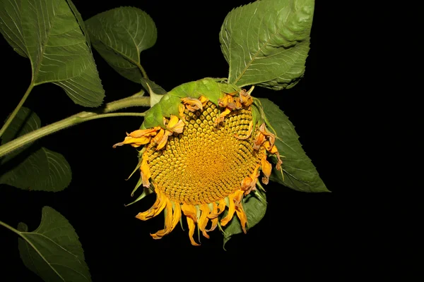 Słonecznik w nocy — Zdjęcie stockowe
