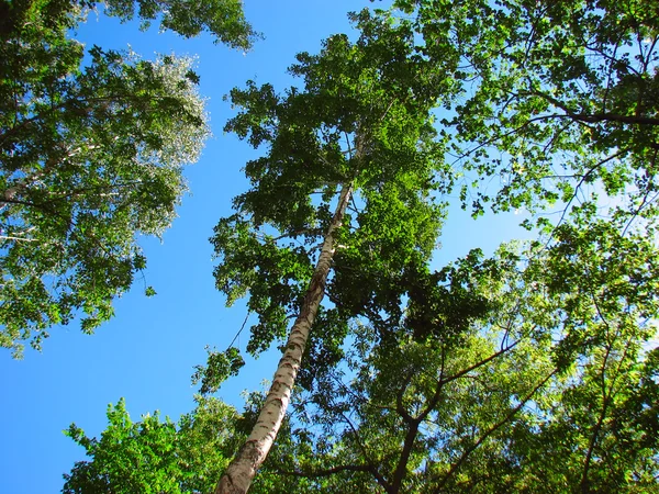 Trees looking up — Stock Photo, Image
