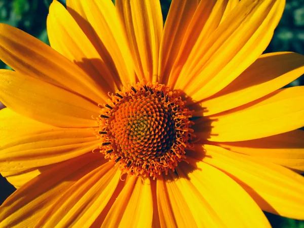 Çiçek Kapanışı — Stok fotoğraf