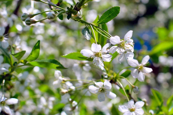 Apple tree flowers — Stock Photo, Image