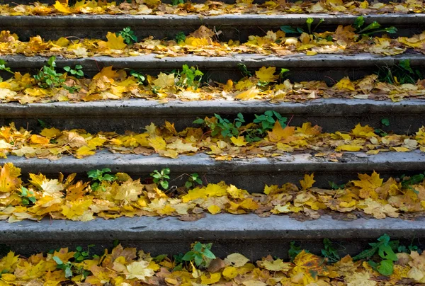 Φύλλα σφενδάμου σε η σκάλα — Φωτογραφία Αρχείου