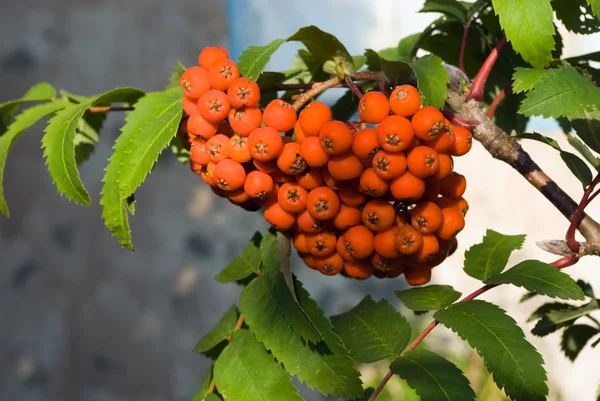 마가 목 열매 — 스톡 사진