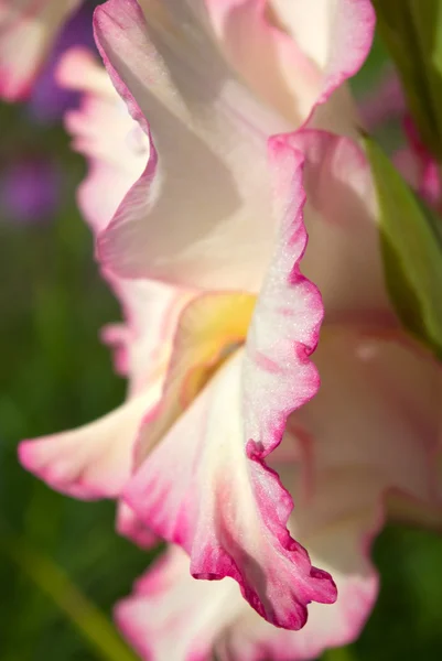 Gladiolo rosa —  Fotos de Stock