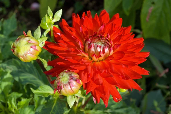 Красные цветы и почки георгины — стоковое фото