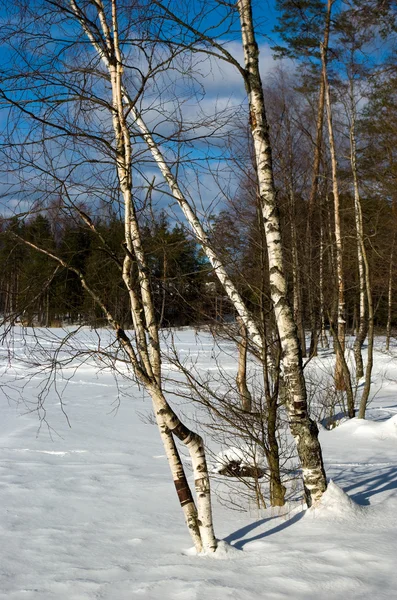 Birches in early spring — Stock Photo, Image