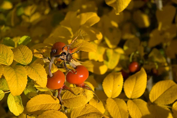 Собачьи ягоды — стоковое фото