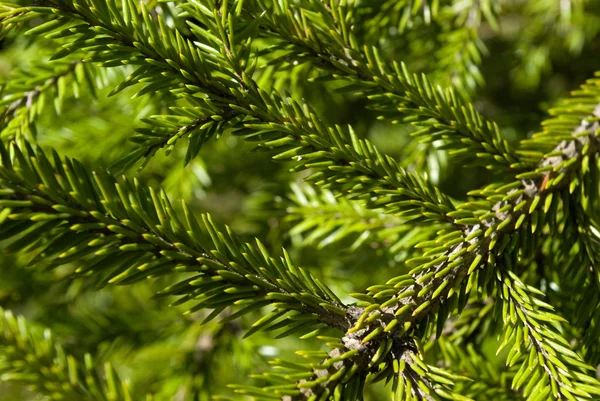 Fir branches — Stock Photo, Image