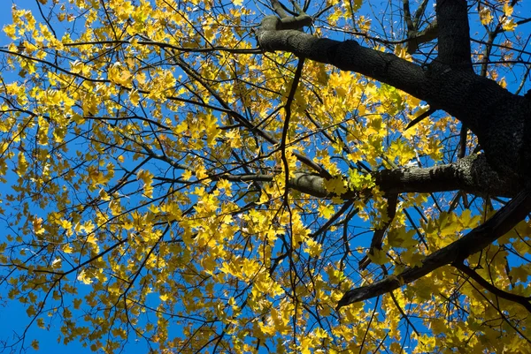 用黄色树叶枫叶树顶部 — 图库照片