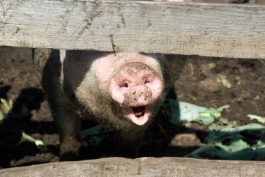 Domestic pig snout clipart